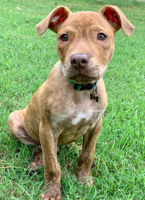 Jameson Fayette Humane Society GA