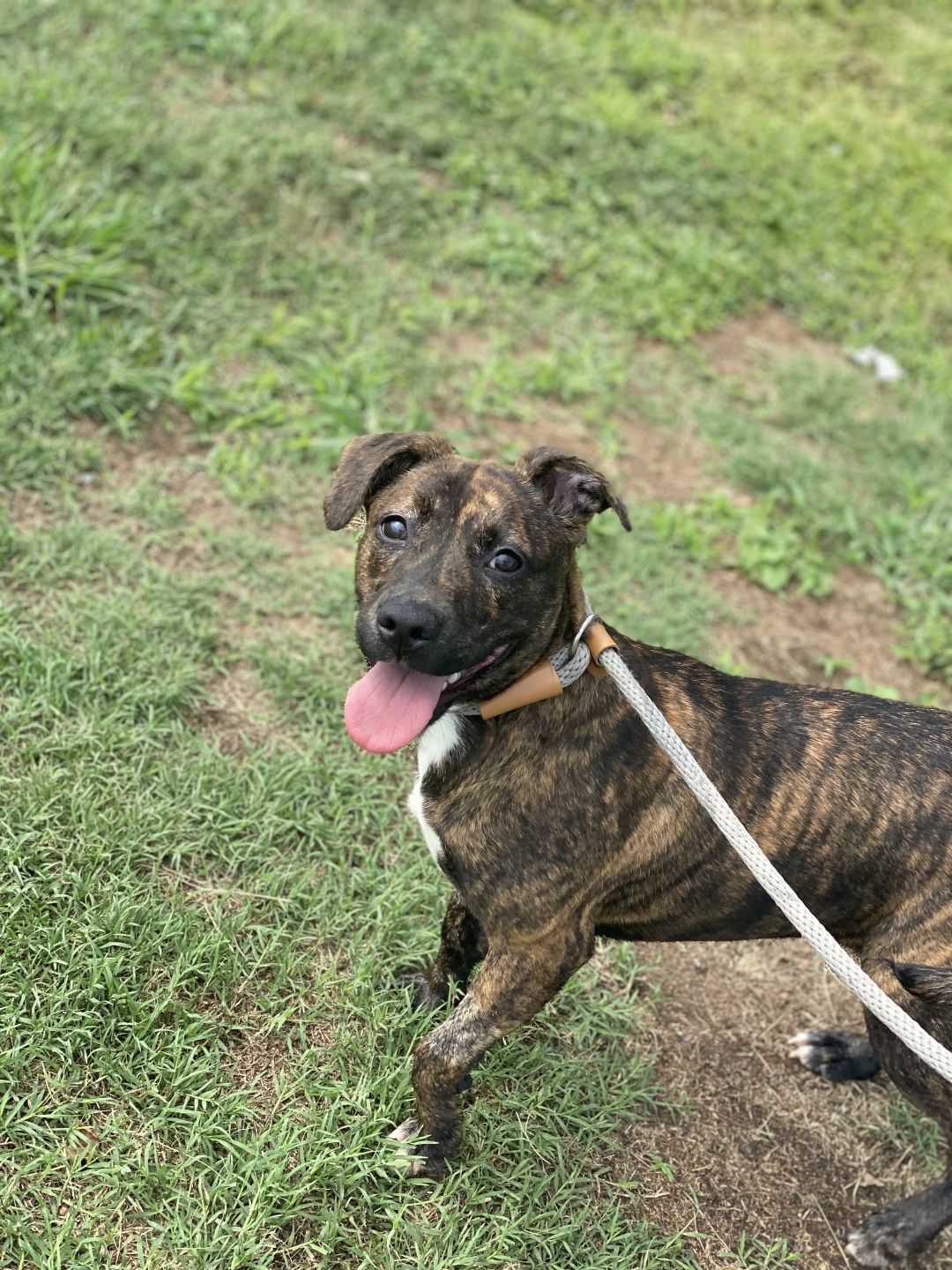 Kleo Animal Rescue Foundation Milledgeville
