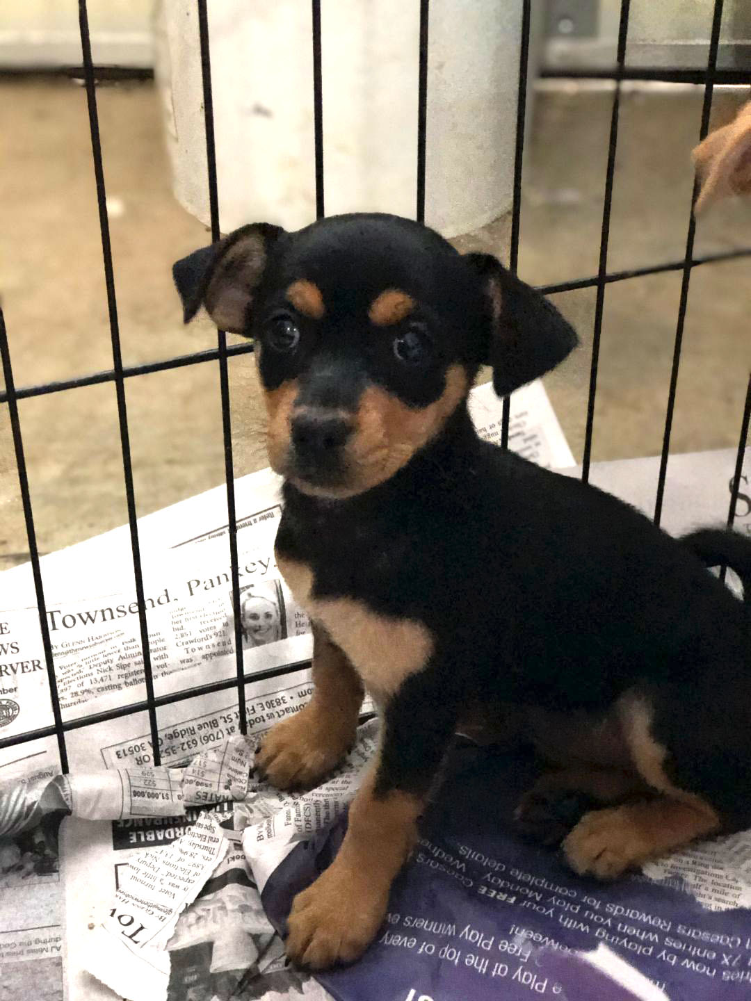 Little Debbie Wet Noses Animal Rescue