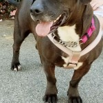 Adoptable (Official) Georgia Dogs for July 5, 2020