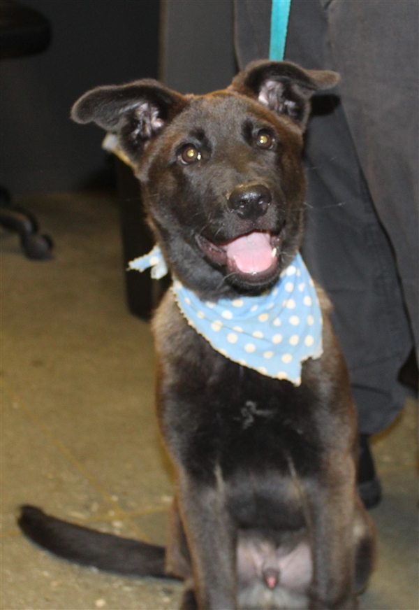 Midnight Gwinnett Animal Shelter