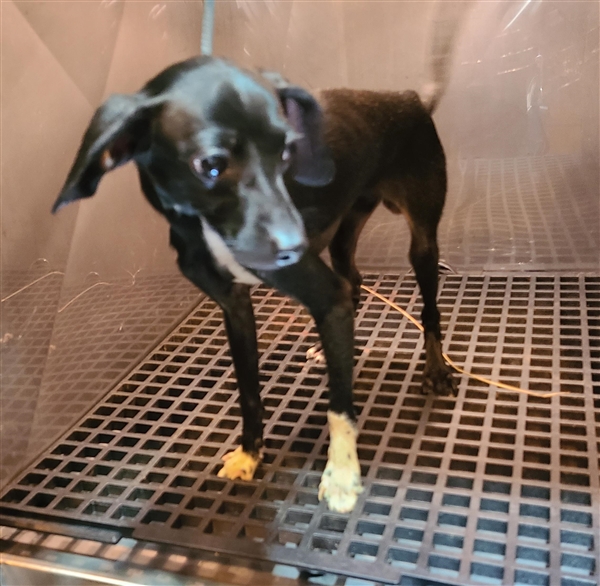 Miles Gwinnett Animal Shelter