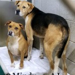 Adoptable (Official) Georgia Dogs for August 13, 2020