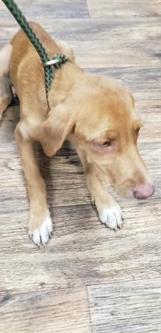 Molly Glynn County Animal Services