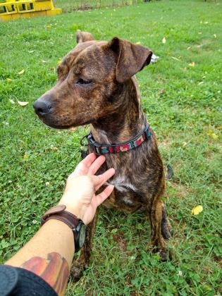Nala Dahlonega Lumpkin Humane Society