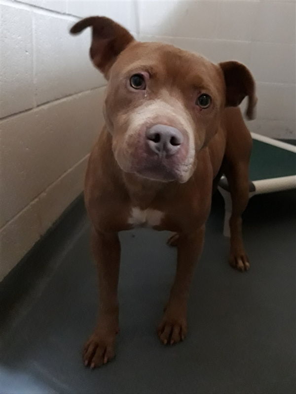 Percy Paulding County Animal Control