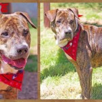 Adoptable (Official) Georgia Dogs for August 14, 2020