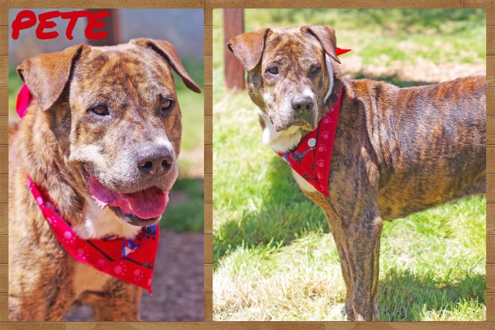 Pete Charles Smithgall Humane Society