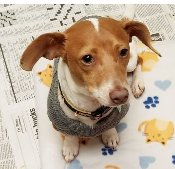 Pinto Evelyns Place Rescue