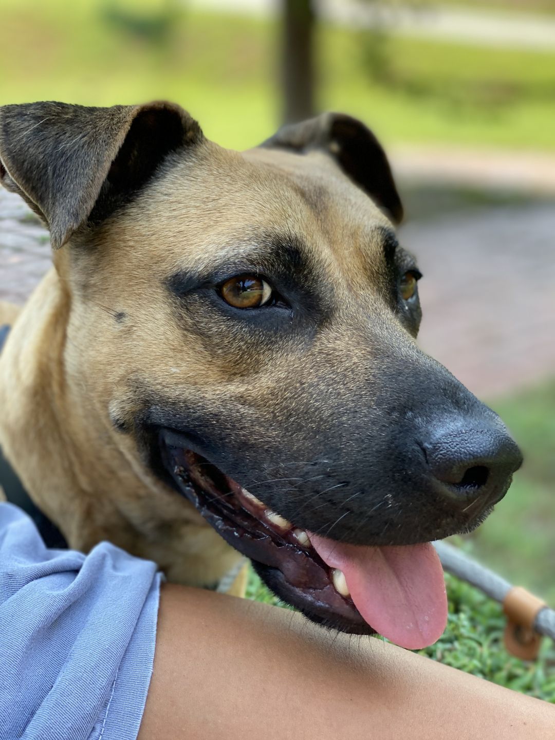 Robyn Animal Rescue Foundation Milledgeville