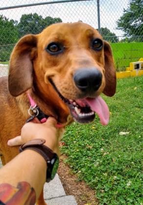 Rosie Dahlonega Lumpkin Humane Society