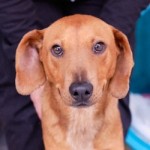 Adoptable (Official) Georgia Dogs for August 18, 2020