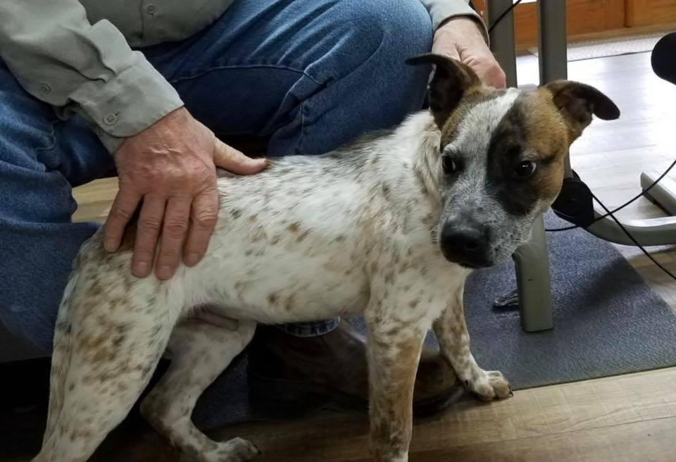 Scout Tri State Pet Rescue