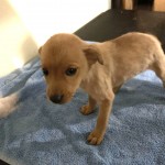 Adoptable (Official) Georgia Dogs for August 19, 2020