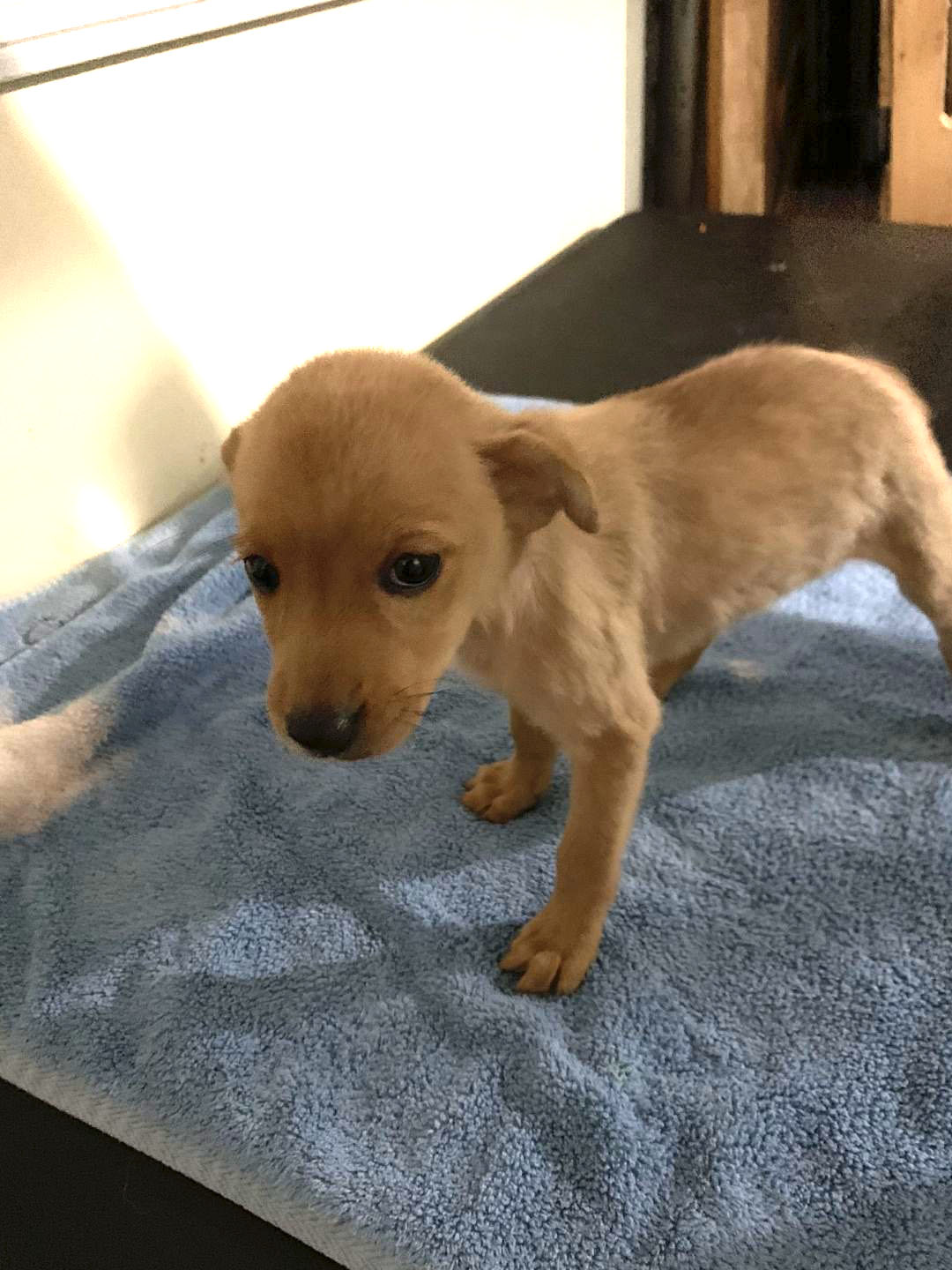 Twinkie Wet Noses Animal Rescue