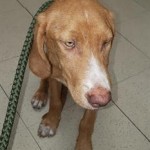 Adoptable (Official) Georgia Dogs for August 3, 2020
