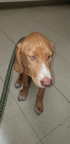 Walker Glynn County Animal Services