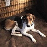 Adoptable (Official) Georgia Dogs for August 21, 2020