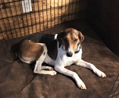 Wilson Tri State Pet Rescue