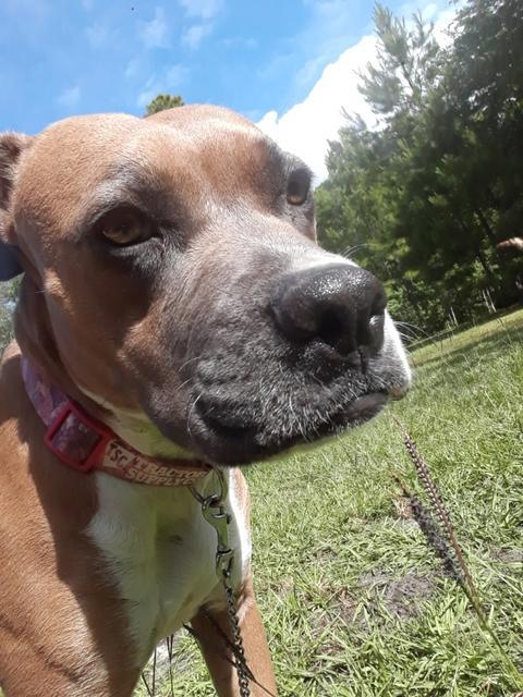 Annabell Castaways Pet Rescue