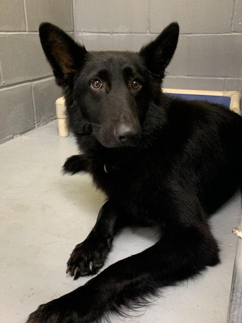 Baby Girl Humane Society Camden County