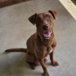 Adoptable (Official) Georgia Dogs for September 18, 2020