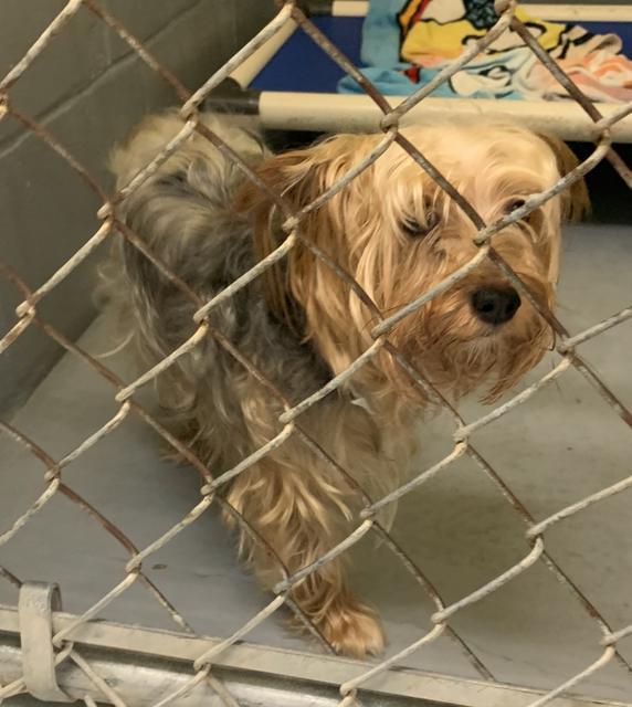 Coco Humane Society Camden County