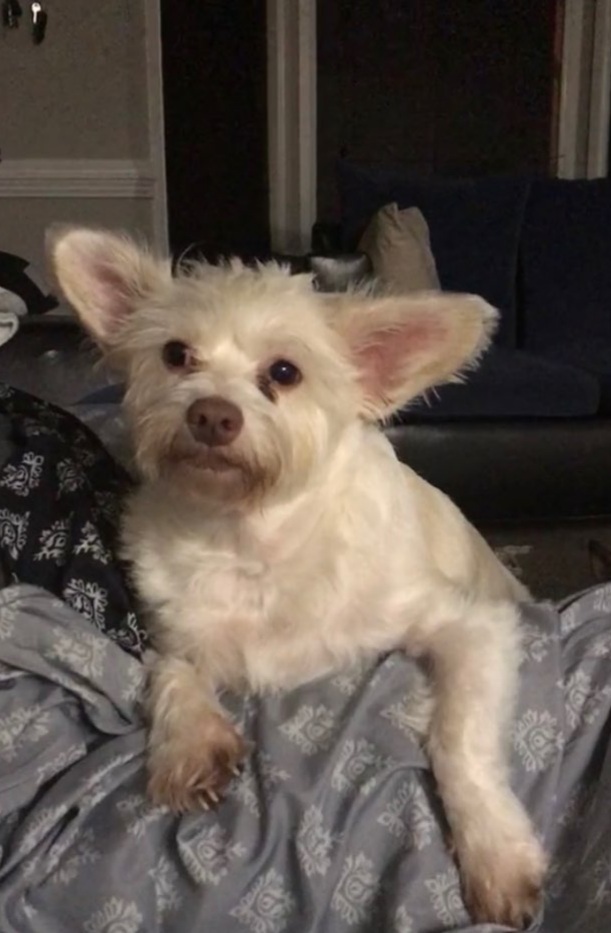 Cocoa Canine Adoption Network