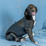 Adoptable (Official) Georgia Dogs for September 8, 2020
