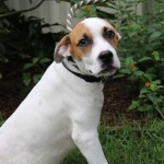 Adoptable (Official) Georgia Dogs for September 21, 2020