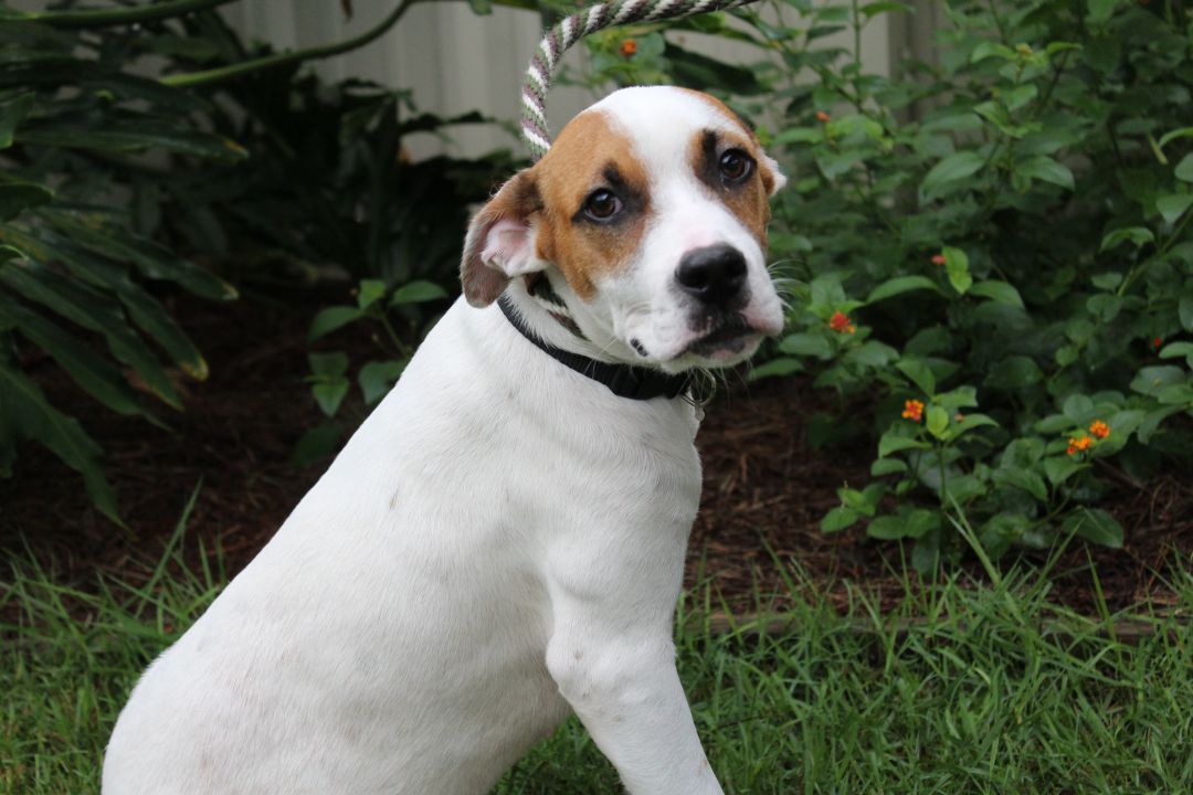 Damon Humane Society South Coastal GA