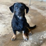 Adoptable (Official) Georgia Dogs for September 14, 2020
