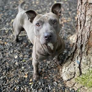 Echo PAWS Atlanta