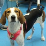 Adoptable (Official) Georgia Dogs for September 9, 2020