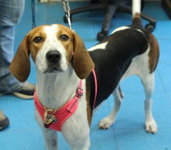 Hayden Bainbridge Decatur County Humane