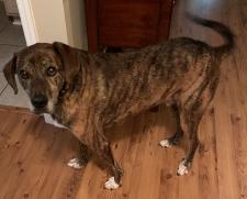 Hutch Bainbridge Decatur County Humane