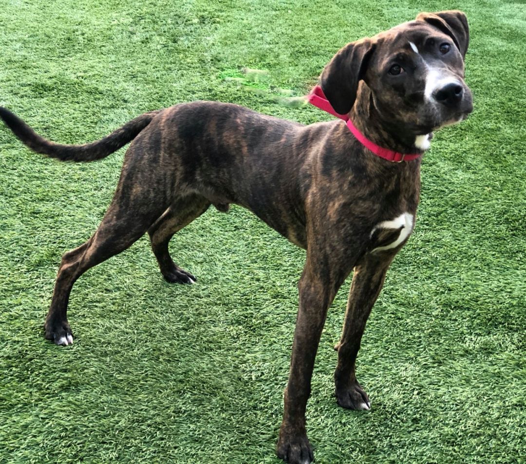 Iggy Humane Society NWGA