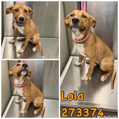 Lola Macon Bibb Animal Welfare