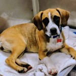 Adoptable (Official) Georgia Dogs for September 28, 2020