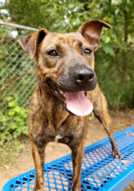 Maple Madison Oglethorpe Animal Shelter