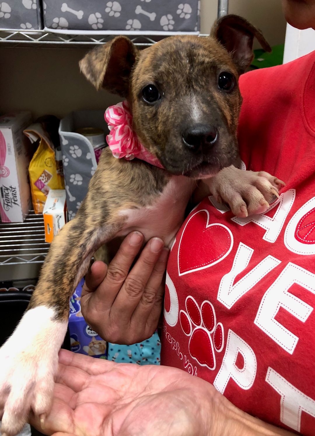 Marge Humane Society Houston County