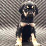 Adoptable (Official) Georgia Dogs for September 4, 2020