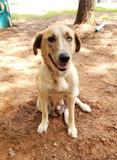Marlow Madison Oglethorpe Animal Shelter
