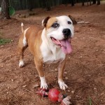 Adoptable (Official) Georgia Dogs for September 1, 2020