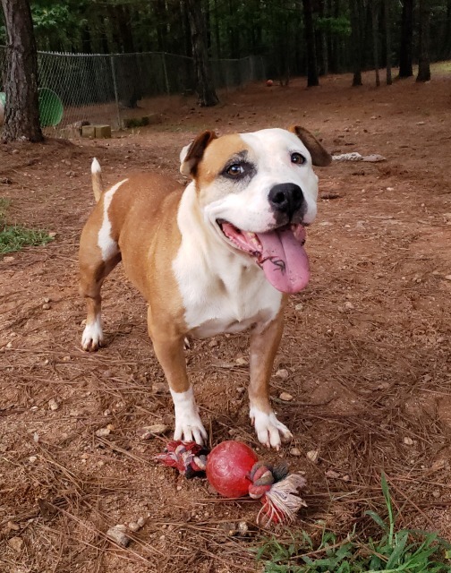 Matilda Madison Oglethorpe Animal Shelter