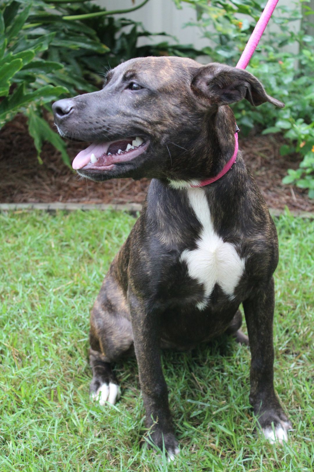Melody Humane Society South Coastal GA