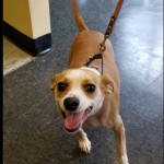 Adoptable (Official) Georgia Dogs for September 23, 2020