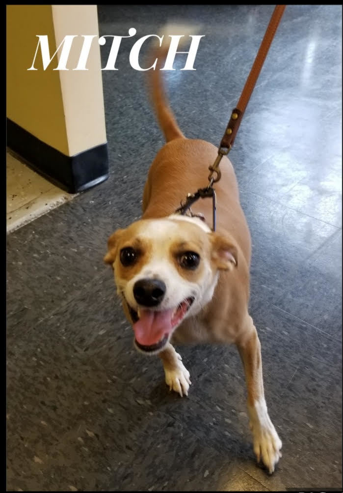 Mitch Saved by Grade Pet Adoption