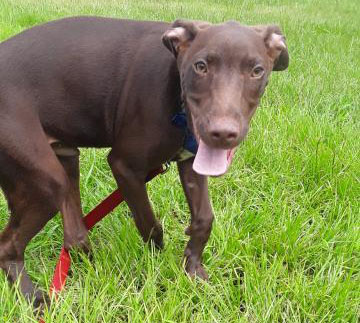 Mocha Castaways Pet Rescue