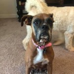 Adoptable (Official) Georgia Dogs for September 3, 2020